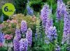 Ostróżka Pacific Mix 6 sztuk